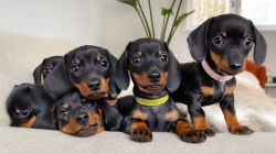 Puppies of dachshund
