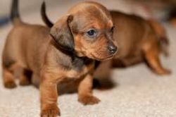Sreeganesh farm offers best quality Dachschund puppies for sale in All
