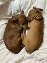 2 dachshund mix puppies
