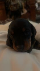 Dachshund Puppies for Sale in Maricopa