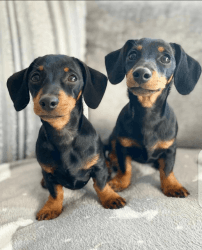 Healthy dachshund puppies