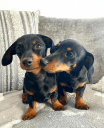 4⭐️license breeder.Wired Haired Dachshund puppies!