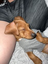 Mini dachshund 4 month old puppy