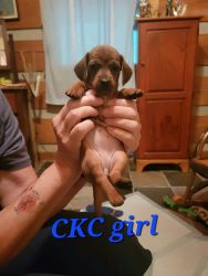 CKC Mini dachshund pups!