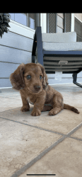 Registered miniature dachshund