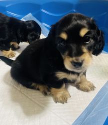 Pure bread AKC registered mini doxies available