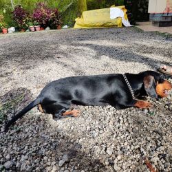 One year old Dachshund dog available