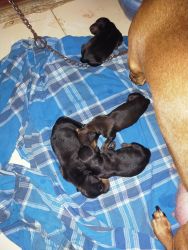 DACHSHUND PUPPIES for sale