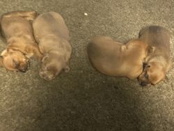 Dachshund puppies for sale Atlanta ga