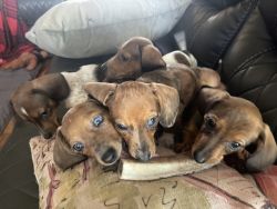 Beautiful dachshund pups ready for forever homes