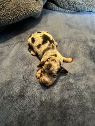 Mini longhair dapple dachshund