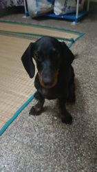 Dachshund male dog for sale in good condition