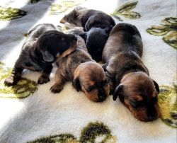 Dachshund puppies for rehousing