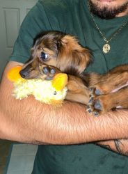 Miniature Male Dachshund Puppy