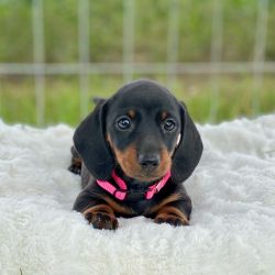 Smoothcoat miniature dachshund female