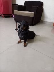 For sales dachshund female in chennai
