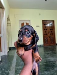 Home breed puppies available