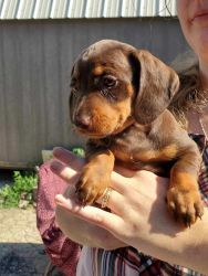 Dauchsund puppies to good home or homes.