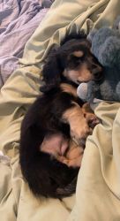 5 month old dachshund puppy