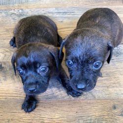 Mini dachshund/ french bulldog puppies