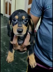 Dachshund puppy for sale in Chennai