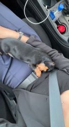 Dachshund puppy to sale / female