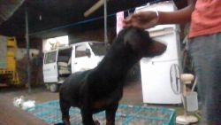 female dog for available vacines ok 2 months