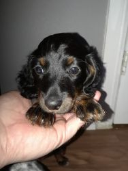 Miniature Longhaired Dachshunds. Born August 8th. Parents on site.