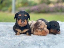 Dachshunds puppies for adoption