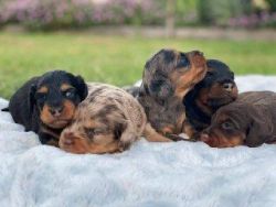 Dachshunds puppies for adoption Text/WhatsApp at.... +1(5xx) xx4-36xx