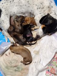 Mimi dashound puppies