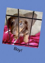 Chocolate male dachshund that’s 9 weeks old sweet loving puppy that ne