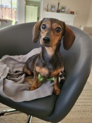 Pure Miniature female dachshund for sale - 12 mos old