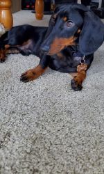 1 year and 2 month old Dachshund Male for sale