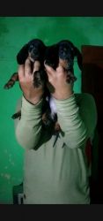 Show quality dachshund puppy for sale in Hubli