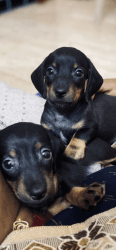 Female dachshund puppies for sale