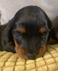 Doxie puppies for sale one boy and one girl