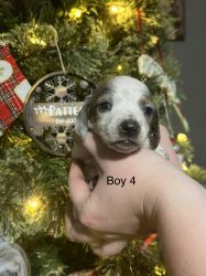 Miniature dachshund puppies ready for Christmas