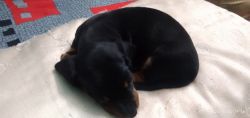 Dashchund puppy for sale