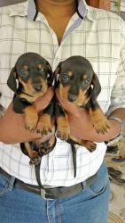 3 Dachshund pups for sale