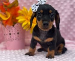 lovely Dachshund Puppies for sale.