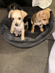 Chieeenie pups for sale