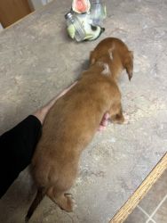 Registered male mini dachshund