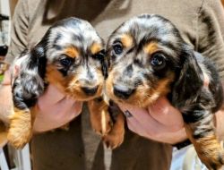 For Sale Purebred Dapple Dashound puppies