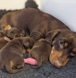 Pure breed Dachshund puppies