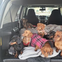 2 mini male dachshunds for sale