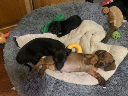 TWO Dachshund Pups Left! 1 Male 1 Female! Both pure BLACK! 1000 OBO