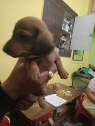 Trust Kennel Dachshunds Puppies Ready for Sale