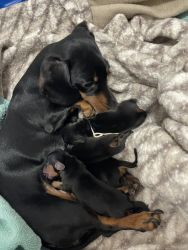 4 dachshund puppies soon to be available