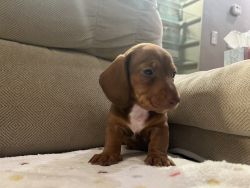 5 mini dachshund puppies for sale 3 females 2 males. On my